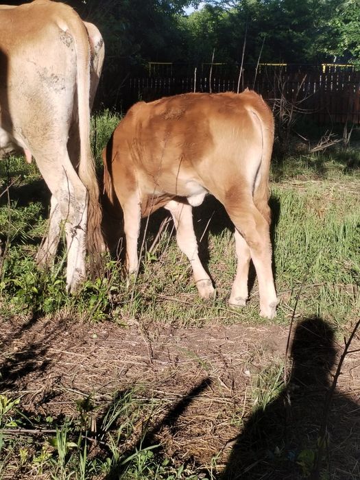 Vaca cu vitea de vanzare