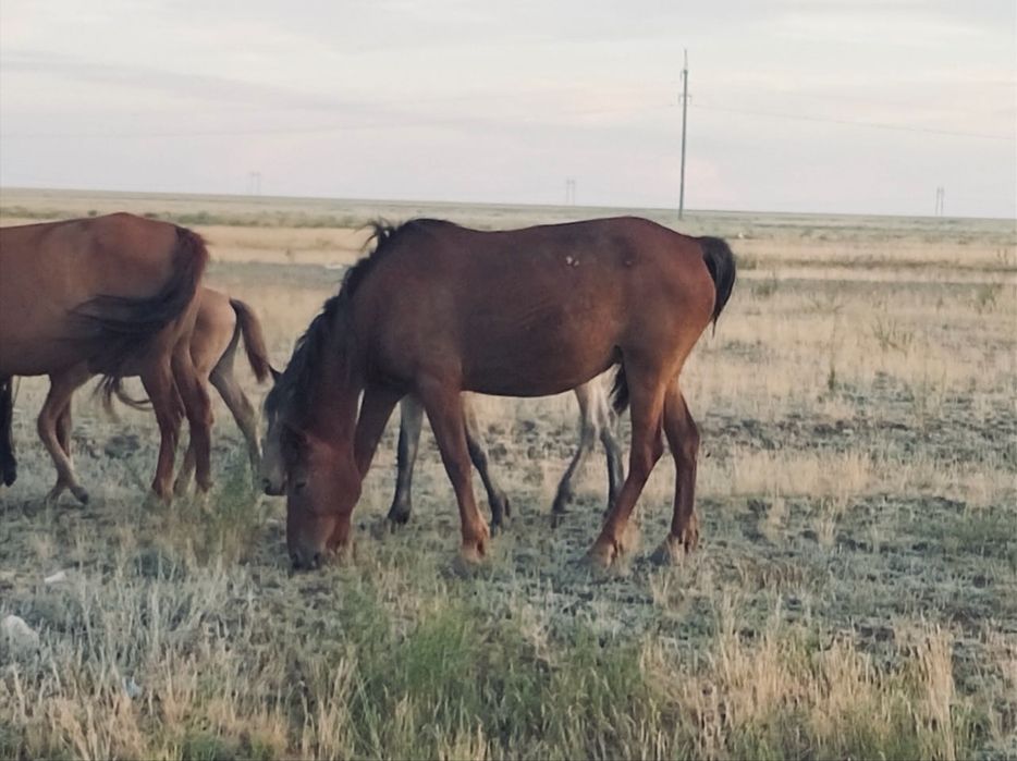 Продам кобылу село Камзина
