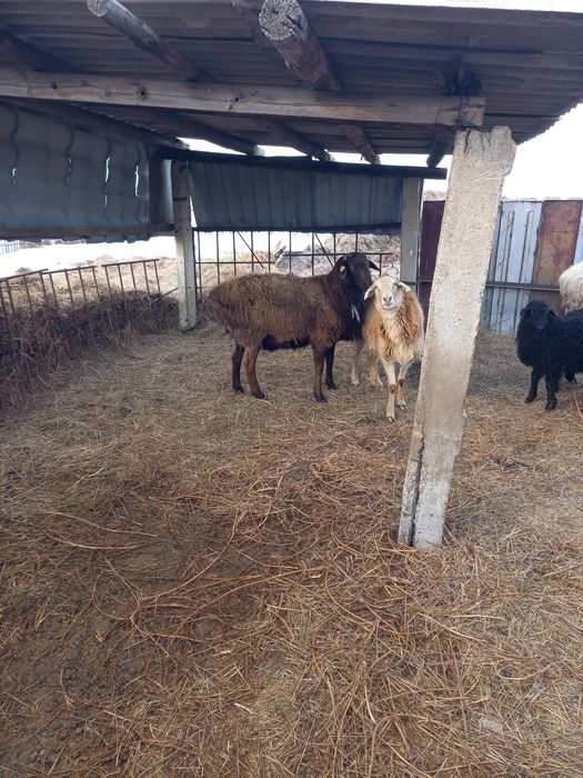 Продам  барана. Кошкар 2 год