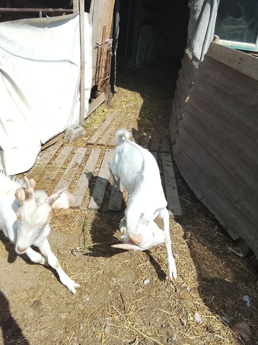 Продам козликов на племя.