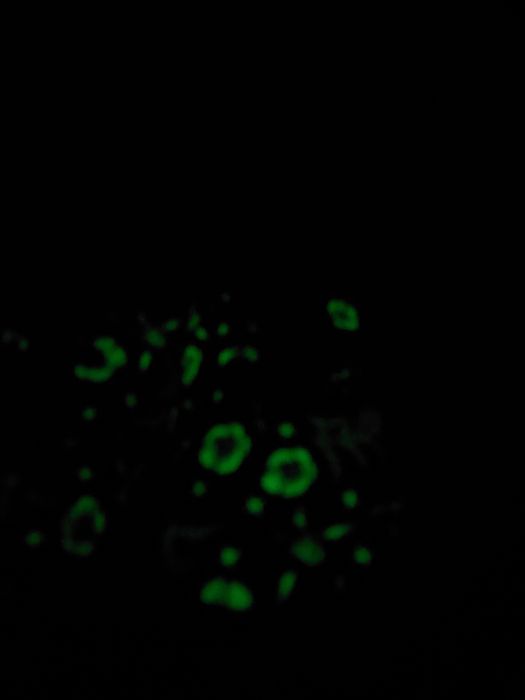 Детски обувки Vans