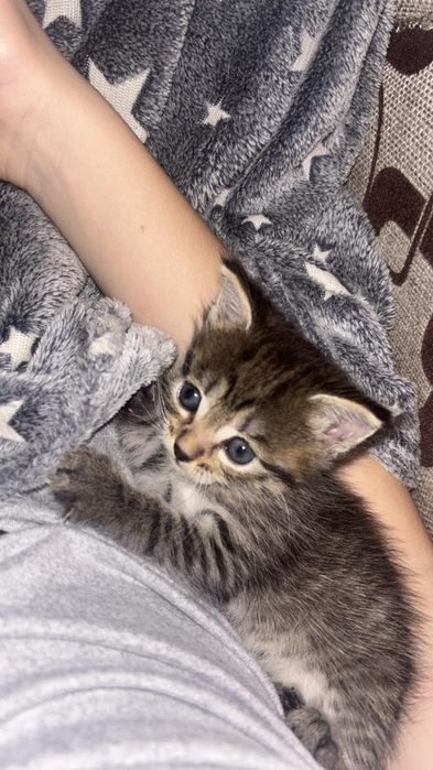 Кошечки, 1,5 месяцев.