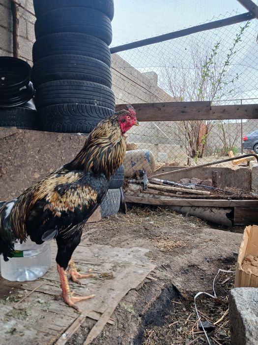 Бойцовский порода