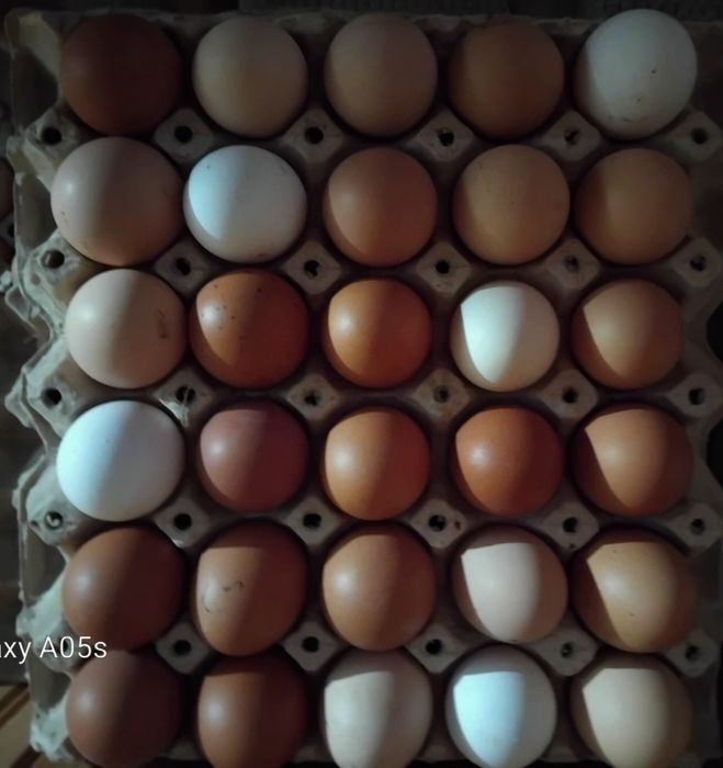 Яйца  селски 7 евро 30 бр