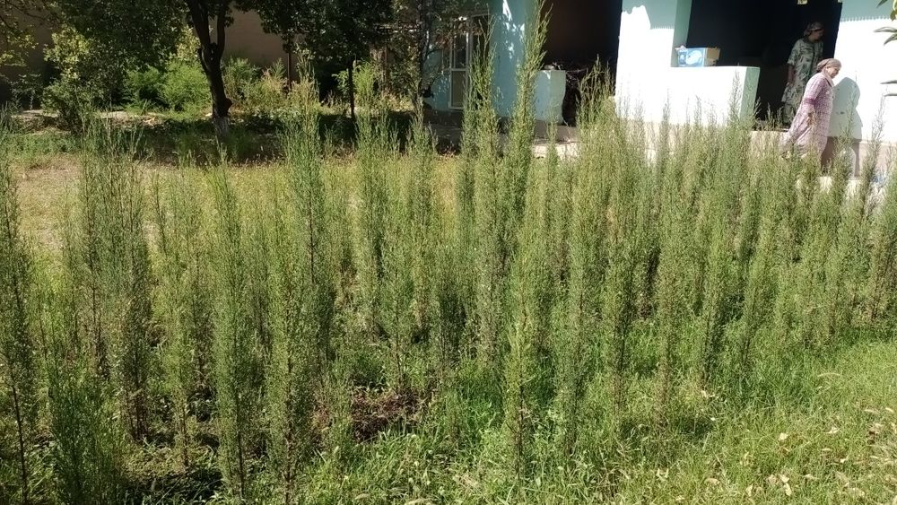 Арча, Зулёный кипарис