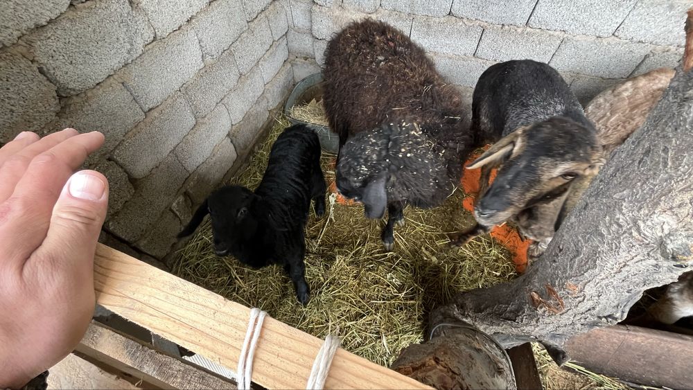 Бараны қошқар қой