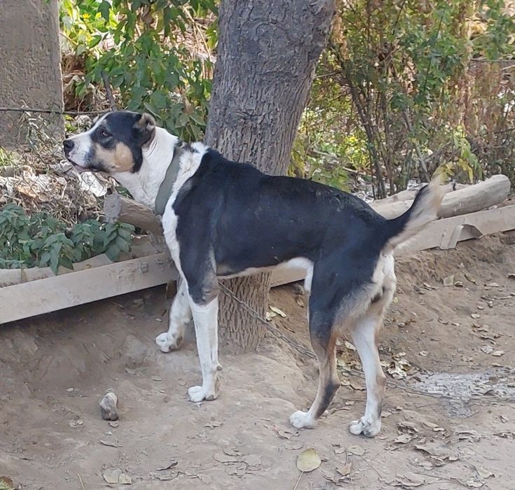 Қазақы төбет ит күшік 1,5 жасар болды