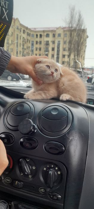 Продаётся шотландский котята