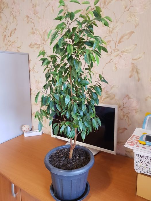 Продам фикус бенджамин