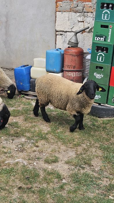 Berbec Suffolk de vanzare