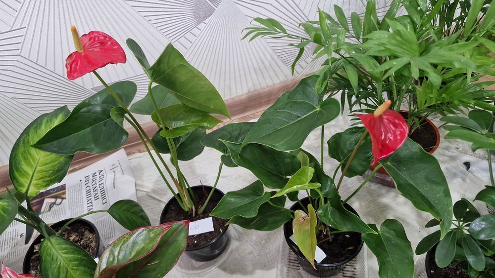 Ұц гұлдері апзан