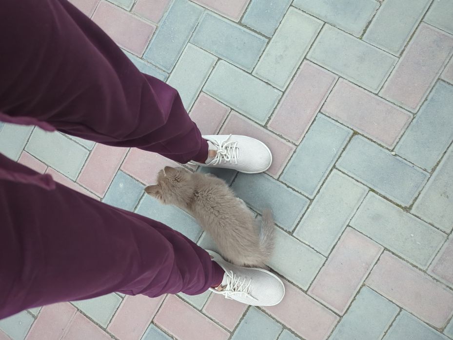 Маленький котик ищет дом