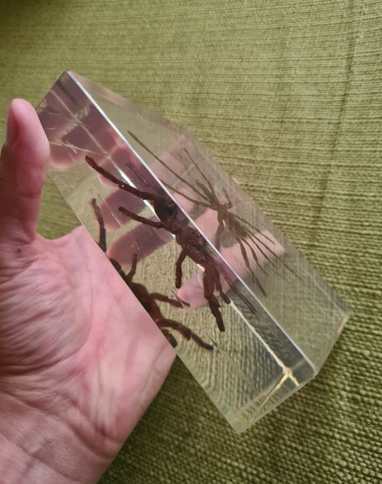 Tarantula Reala Incastrata In Rasina Insecte Reale Insectar Deagostini