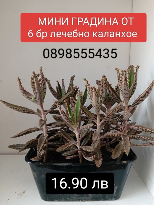 Комплект от 7 растения лечебно каланхое