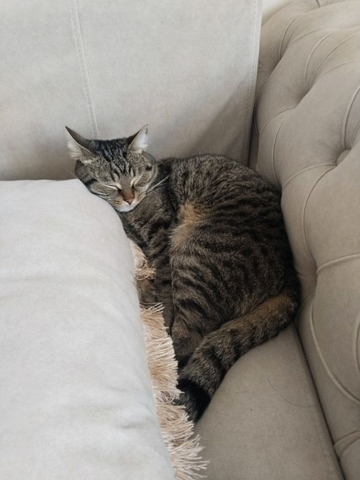 Отдам кота Гучии