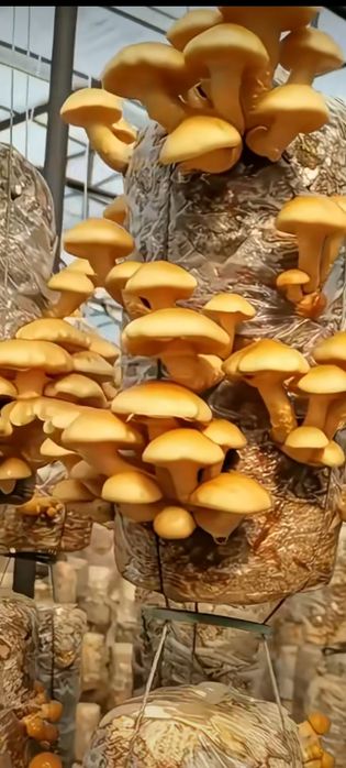 Кузикорин уруги,митсилей эмас таййор дон уруги сотилади.