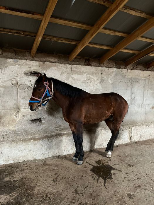 Продается дерзкий жеребец , шусытрый , көкпар , кокпар