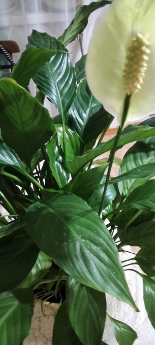 Продам спатифиллум