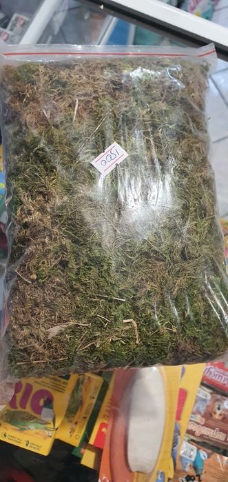 Мох для улиток и для терариума