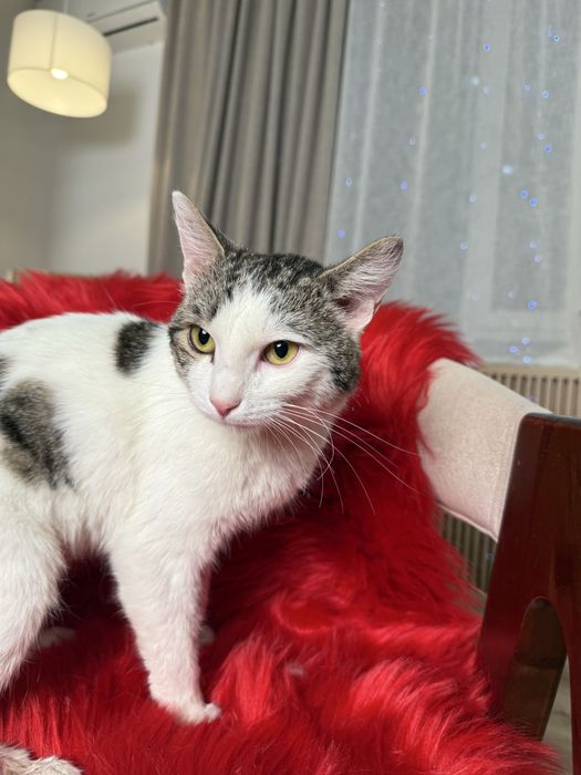 Кот ОСКАР ищет семью