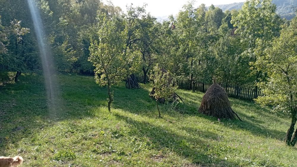 Casa batraneasca cu teren livada intravilan/extravilan 9032mp