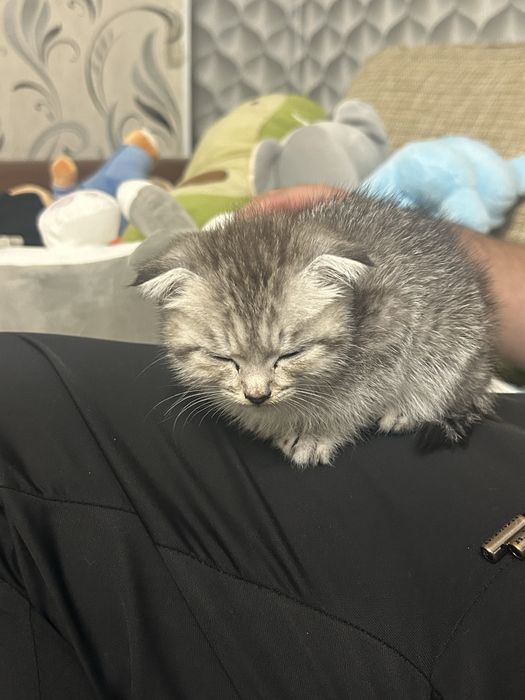 Котенок вислоухий шотландец