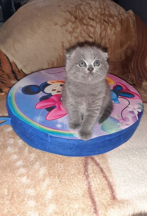 Шотландские вислоухие котята Фолд