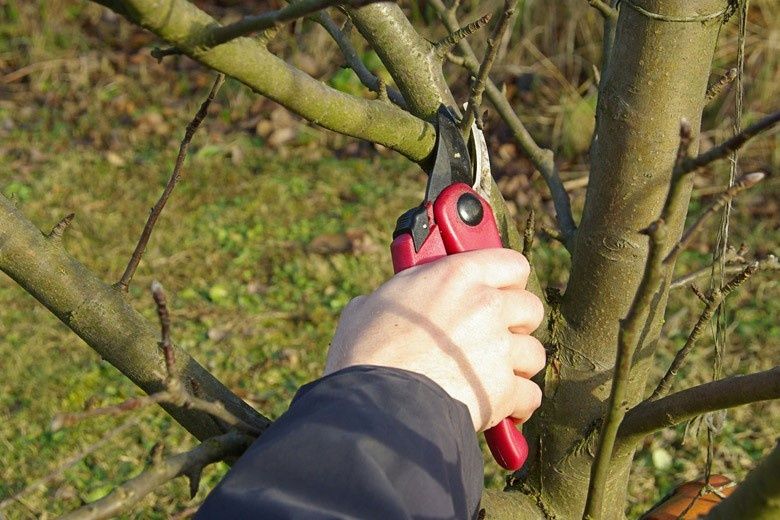 Дарахтни кесиш кайчилаш дарахтга шакл бериш хизматлари мавжуд