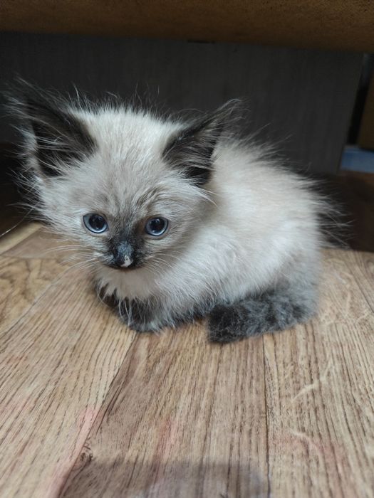 Отдам котят бесплатно
