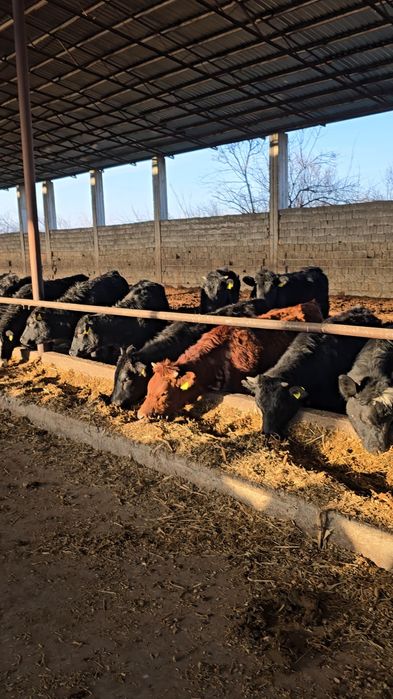 Har xil chetdan keltirilgaHar xil chetdan keltirilgan naslli mollar ma