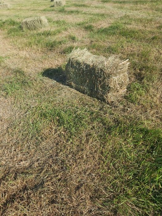 Продам Сено разнотравье прошлого года