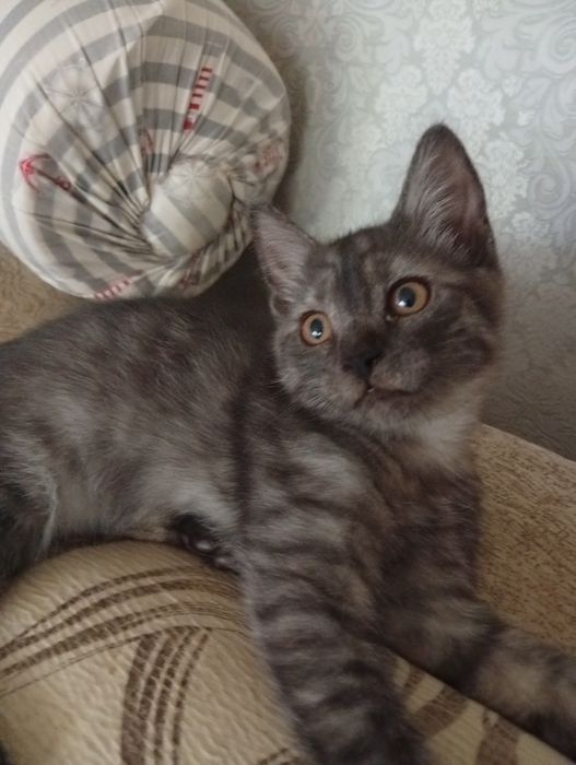Отдам бесплатно котят