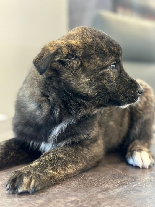 Отдам щенка  в добрые руки