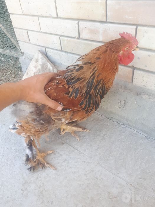 Brama xróz va duraga tovuģ sotiladi