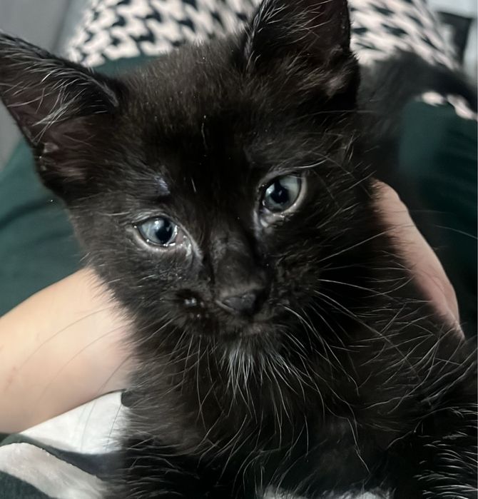 котенок девочка 1.5 месяца