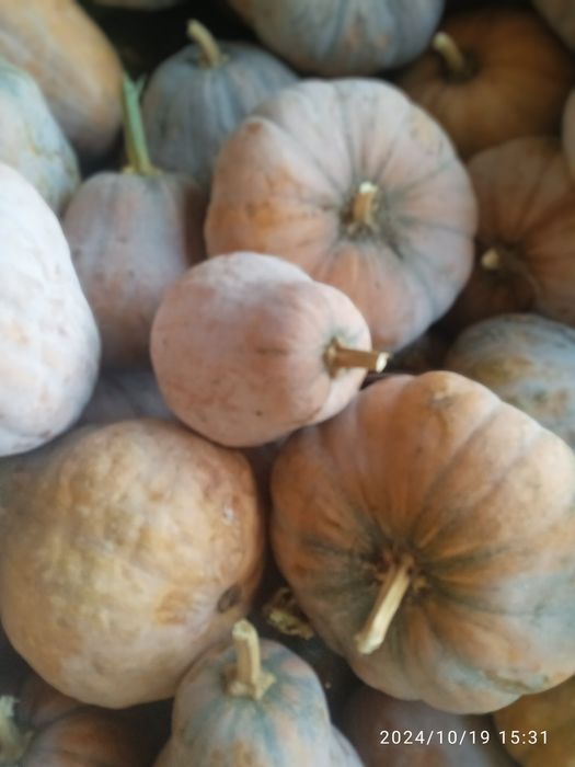 Qovoqlar optom narxlarda