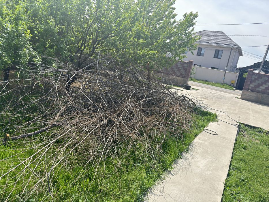 Плодовые дрова отдам БЕСПЛАТНО