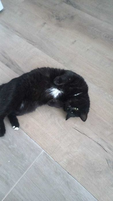 Котика в добрые руки