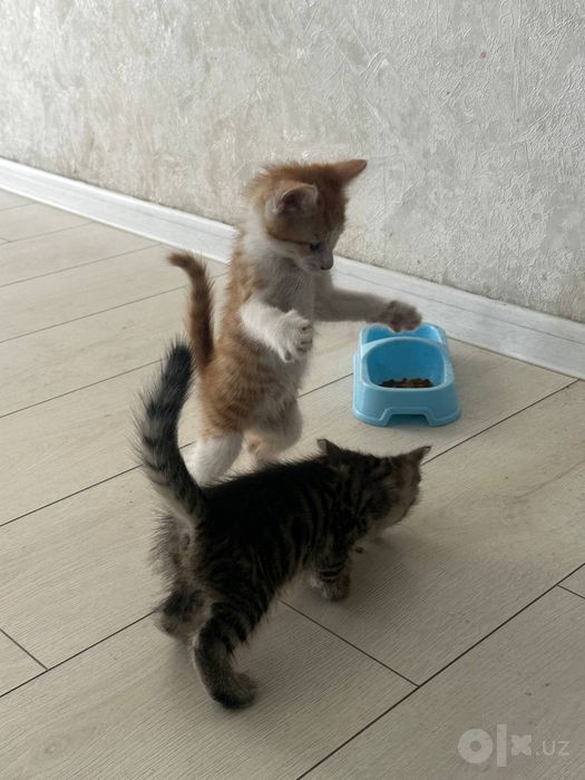 Даром отдам котят