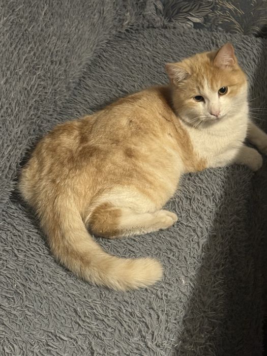 Пропал кот 15.02