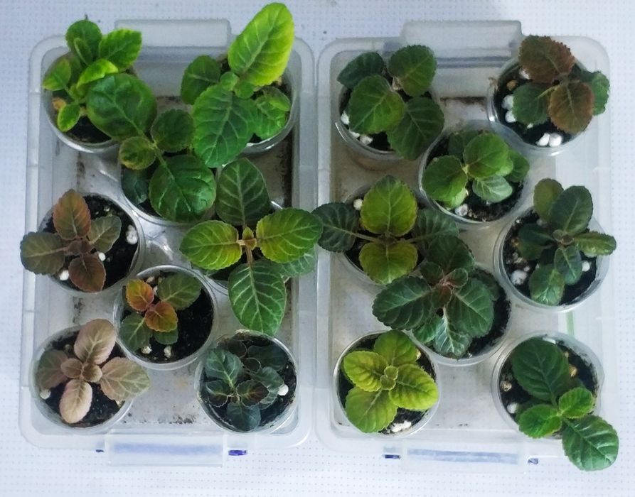 Детки глоксиний из клубешков.