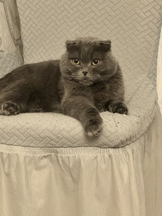 шотландский весолуха