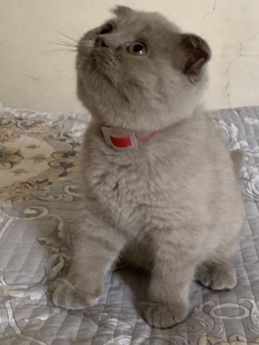 Продается котенок скоттиш фолд