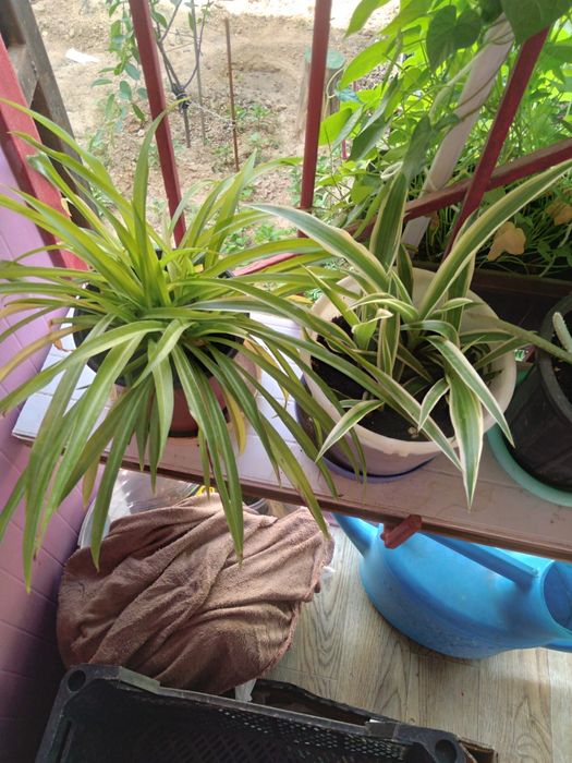 Комнатные цветы, банки