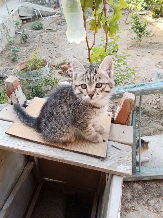 Отдам котят в хорошие руки