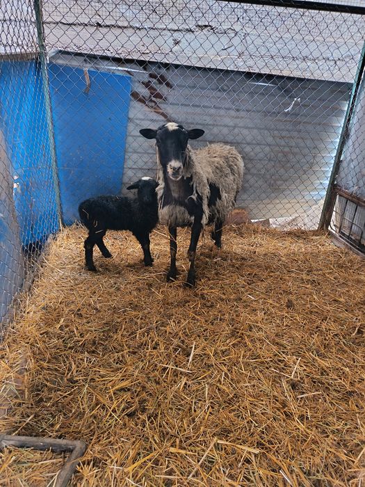 Рамановские бараны