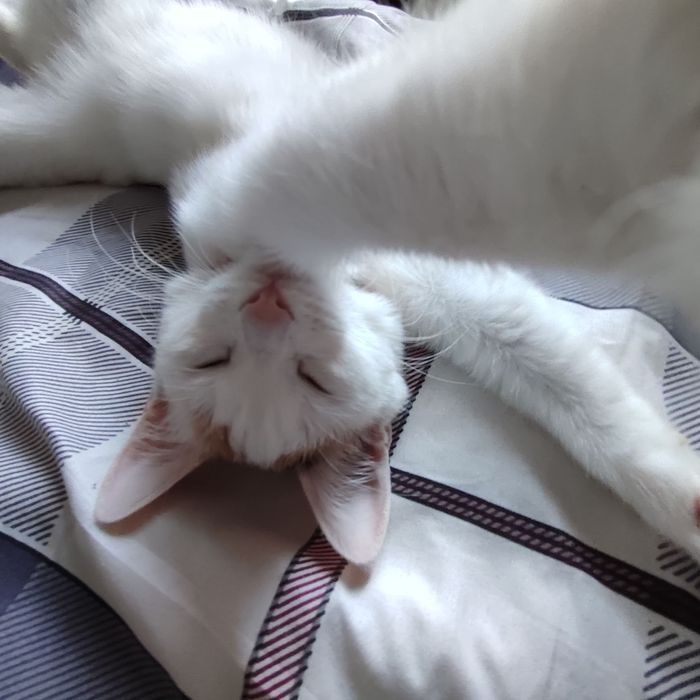 Отдам кошечку в хорошие руки