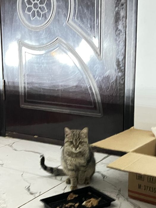 Отдам котят даром