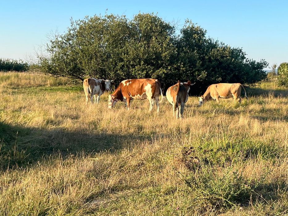 Vând  25 vaci- Balțată Româneasca