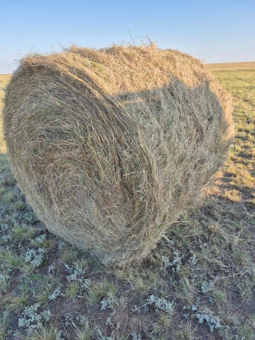 Сено ЖИТНЯК 300-350кг